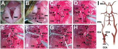 Preclinical models of middle cerebral artery occlusion: new imaging approaches to a classic technique